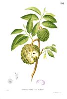 Annona squamosa Blanco1.192.jpg