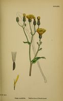 Crepis mollis ssp succisifolia.jpg