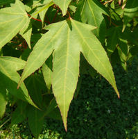 Acer oliverianum Pax – Photo: Andrea Moro 2008, Dryades TSB55999.jpg