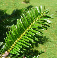 Abies numidica de Lannoy ex Carrière – Photo: Andrea Moro 2008, Dryades TSB56583.jpg