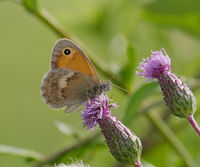 2015.07.15.-07-Erlichsee Oberhausen-Rheinhausen--Kleines Wiesenvoegelchen.jpg