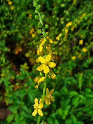 Agrimonia eupatoria 001.JPG