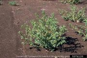 Amaranthus albus IPM5374120.jpg