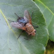 Archytas apicifer cropped.jpg