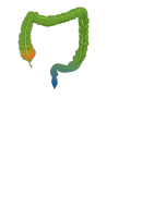 Colon (anatomy).svg