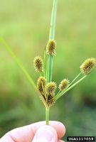 Cyperus retrorsus IPM1117059.jpg