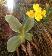 Primula auricula Vill.