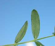 Leaves of Hypericum perforatum L. subsp. perforatum (photo Andrea Moro 2005)