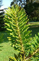 Abies firma Siebold & Zucc. – Photo: Andrea Moro 2008, Dryades TSB57035.jpg