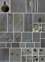 Gaeumannomyces StudMycol 2018.jpg