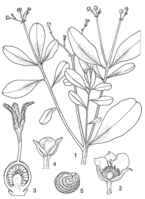 Linedrawing Talinum triangulare.gif