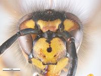 Vespula germanica PaDIL136373c.jpg