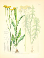 Crepis nicaeensis.jpg