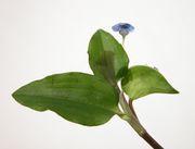 Commelina virginica L.