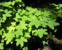 Acer platanoides L. – Photo: Andrea Moro 2007, Dryades TSB46518.jpg