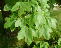 Acer hyrcanum Fisch. & C.A.Mey. – Photo: Andrea Moro 2008, Dryades TSB53300.jpg