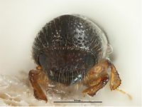 Xyleborus glabratus PaDIL141301b.jpg