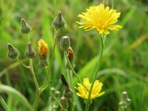 20141013Crepis biennis1.jpg