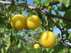 20150701Prunus cerasifera2.jpg