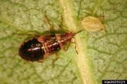 Anthocoris tomentosus IPM9005025.jpg