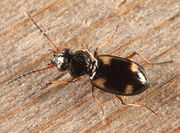 Bembidion quadrimaculatum BugGuide594061.jpg