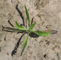 Calendula arvensis plant (17).jpg