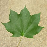 Acer cappadocicum subsp. lobelii (Ten.) A.E.Murray – Photo: Andrea Moro 2007, Dryades TSB46028.jpg