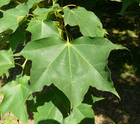 Acer cappadocicum subsp. lobelii (Ten.) A.E.Murray – Photo: Andrea Moro 2008, Dryades TSB56876.jpg