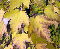 Acer rubrum L. – Photo: Andrea Moro 2008, Dryades TSB60282.jpg