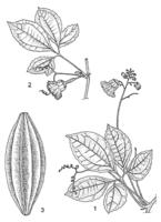 Linedrawing Telfairia occidentalis.gif