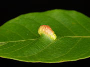 Pflanzengalle Aceria erinea auf Juglans regia (Blattoberseite)