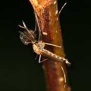 Aedes atropalpus BugGuide66145.jpg