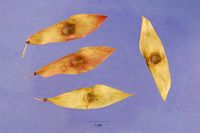 Ailanthus altissima seeds.jpg