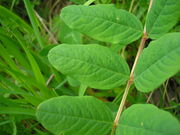 Astragalus glycyphyllos JuliaKruse 2.jpg