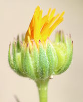 Calendula arvensis flower (16).jpg