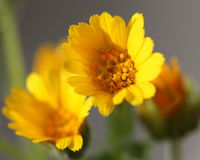 Calendula arvensis flower (17).jpg