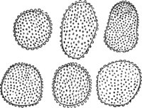 Coleosporium campanulae (Pers.) Lev. Abb0099 (Gäumann 1959, Rostpilze Mitteleuropas).png