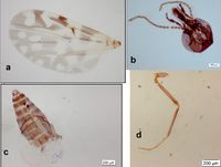 Culicoides insignis Insects 2021.jpg