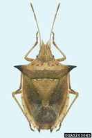 Dichelops melacanthus IPM5203045.jpg