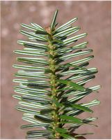 Abies cephalonica Loudon – Photo: Andrea Moro 2005, Dryades TSB28063.jpg