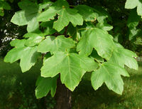 Acer hyrcanum Fisch. & C.A.Mey. – Photo: Andrea Moro 2008, Dryades TSB53299.jpg