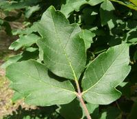 Acer griseum (Franch.) Pax – Photo: Andrea Moro 2008, Dryades TSB53438.jpg