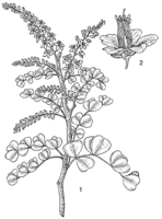 Linedrawing Haematoxylum campechianum.gif