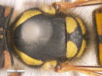 Vespula germanica PaDIL136373a.jpg