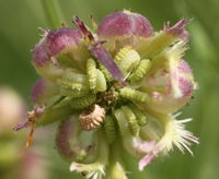 Calendula arvensis fruit (11).jpg