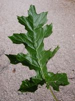 Acanthus mollis L. – Photo: Andrea Moro 2005, Dryades TSB23742.jpg