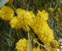 Acacia pycnantha Benth. – Photo: Andrea Moro 2008, Dryades TSB52616.jpg