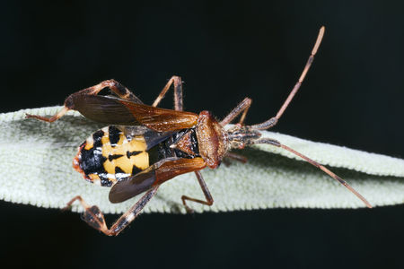 Leptoglossus occidentalis MHNT abdomen.jpg