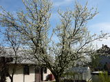 Prunus in bloom.JPG