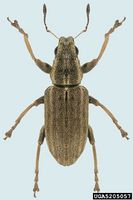 Sitona lineatus IPM5205057.jpg